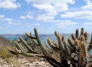 rio-grande-do-norte-cria-nova-unidade-de-conservacao-da-caatinga